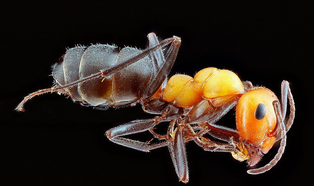 Ant Control service in Mentor, OH