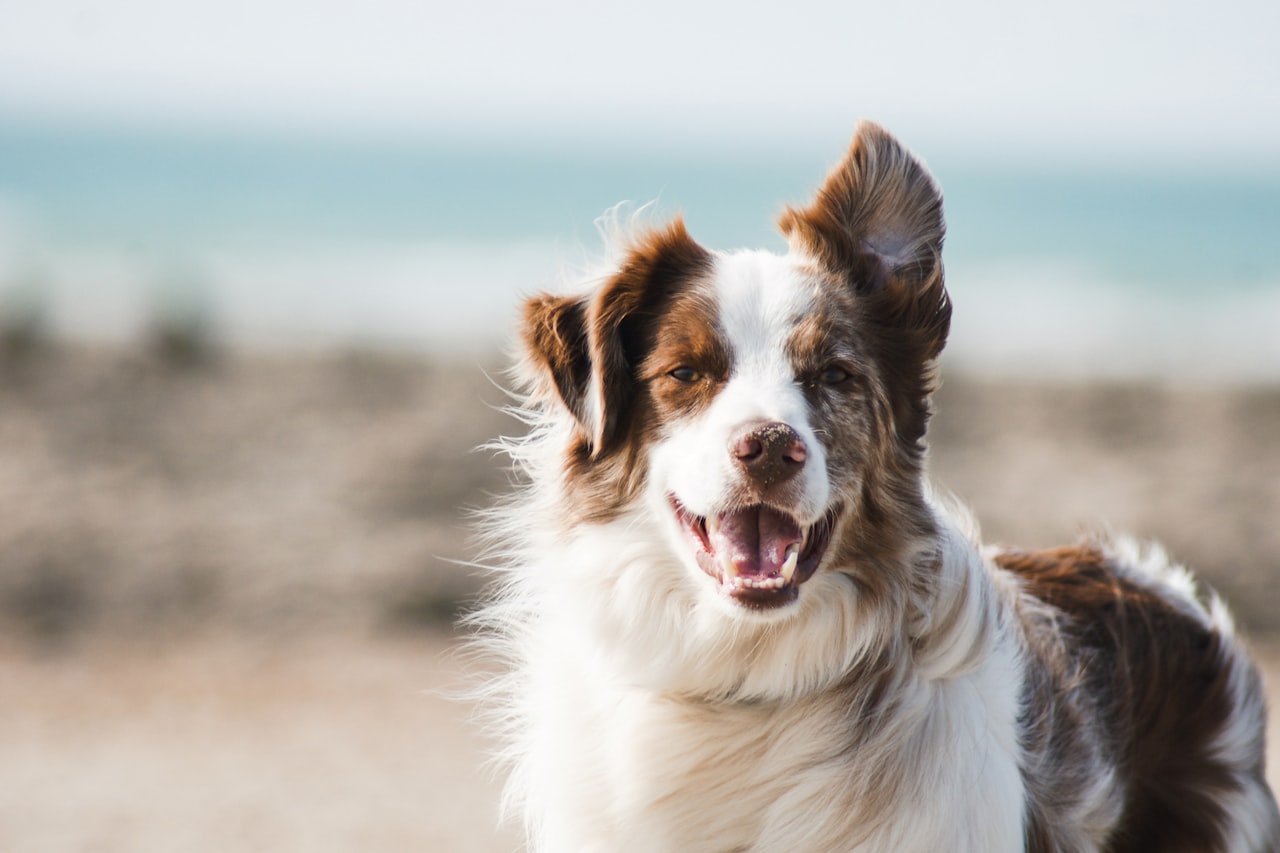 Flea & Tick Control service in Mentor, OH