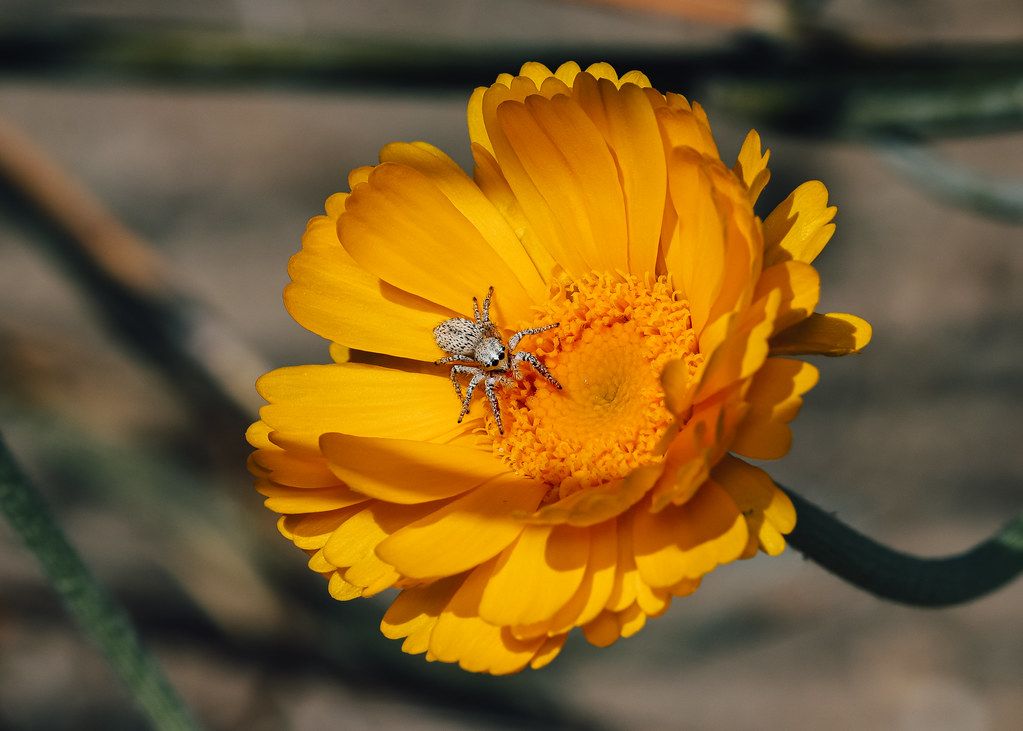 Spider Control service in Mentor, OH